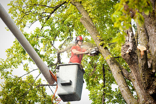 Best Emergency Storm Tree Removal  in Pontiac, MI